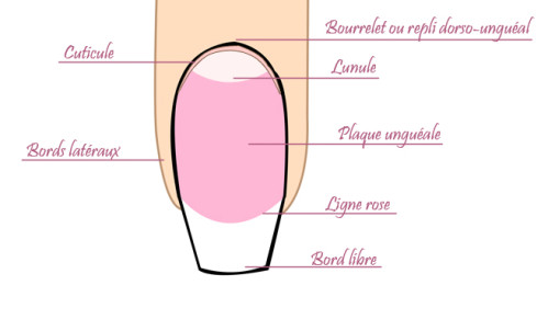 anatomie 1