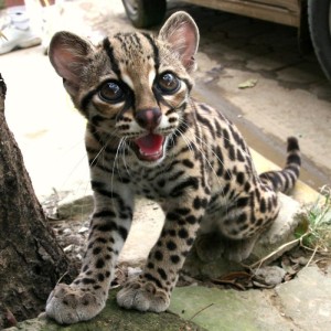 margay 1