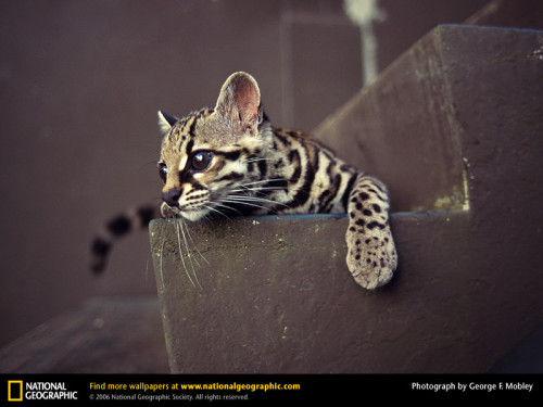 margay 3