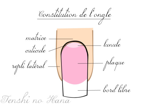 constitution de l'ongle