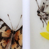 2014 août aquarelle papillons