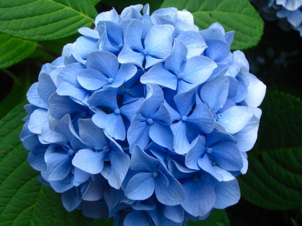 Hydrangea+blossom-3899