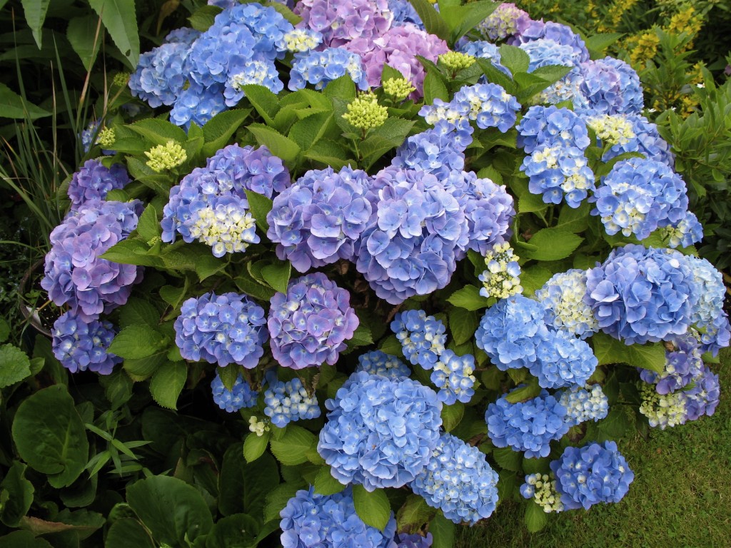 Hydrangea_macrophylla_02